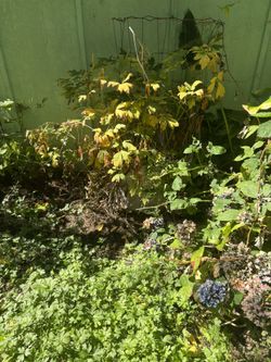 Bleeding Heart Perennial 