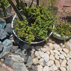 Garden, Succulents, Plants