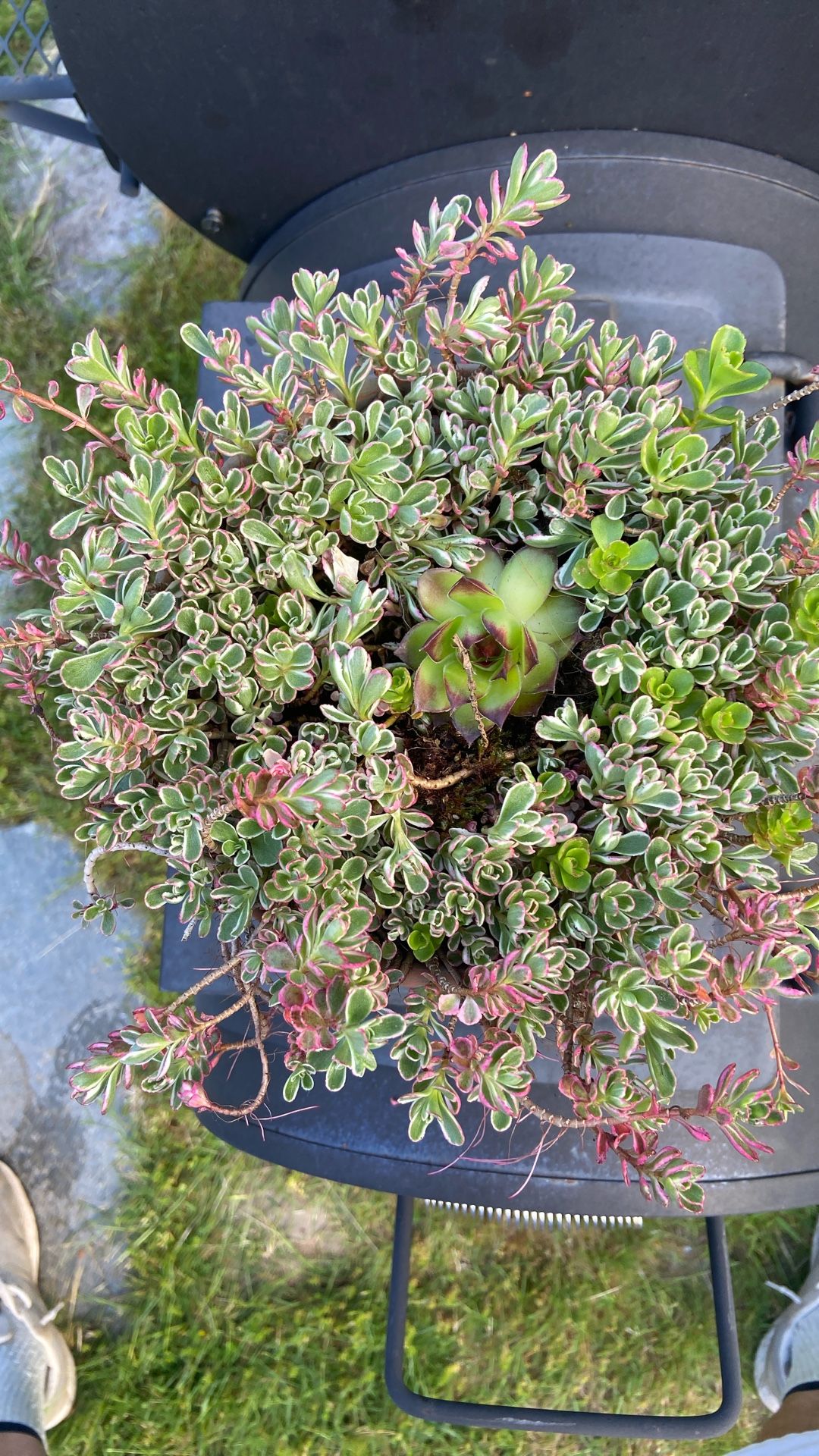 Rustic Sedum Succulent 7” Display Clay Pot