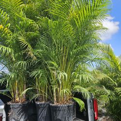 huge arecas over 8 to 9 feet tall Instant Privacy Hedge for fence