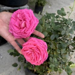 Rosal Pink 