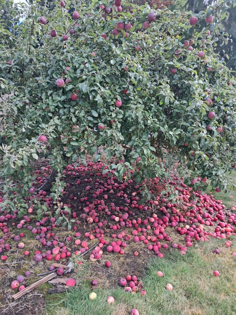 Free pet fruit food/treats