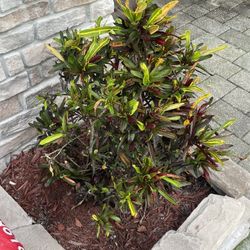 Large Croton Plus Small   $30 Both 