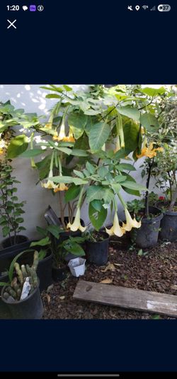 Plant