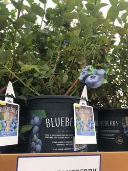 Jersey Blueberry Seedling Plant 1ft Ready To Plant Thumbnail