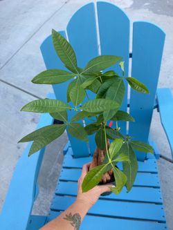 Braided Money Tree Plants $20 each