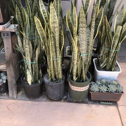 Snake Plants