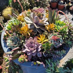 Succulent Arrangements