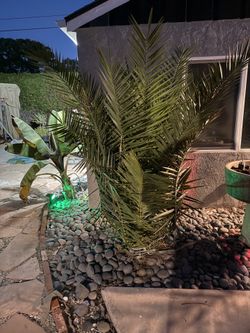 Medjool Palm Trees