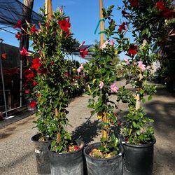 Mandevilla Plant, Flower, Vine