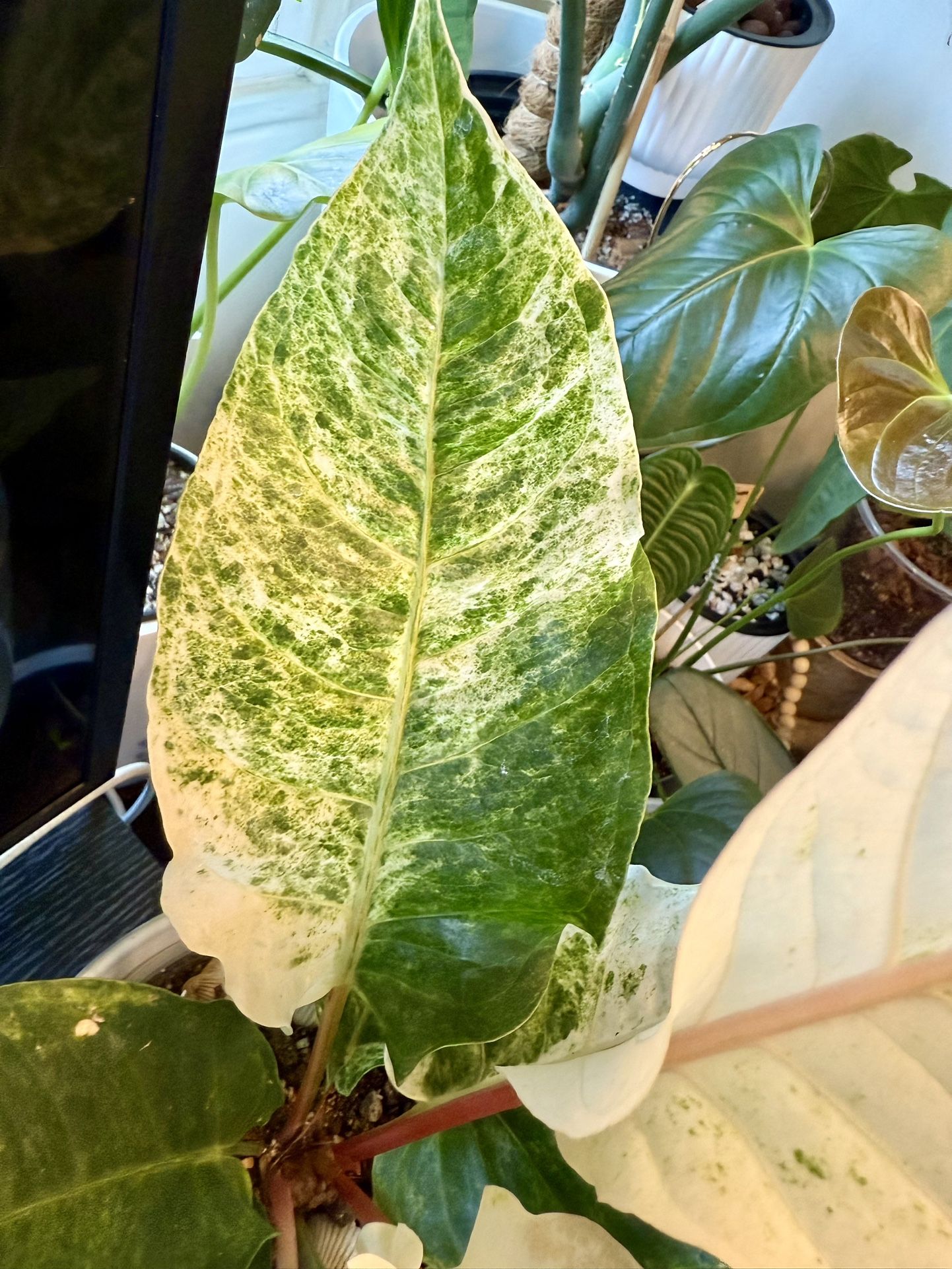6” Anthurium Variegated Hookeri 