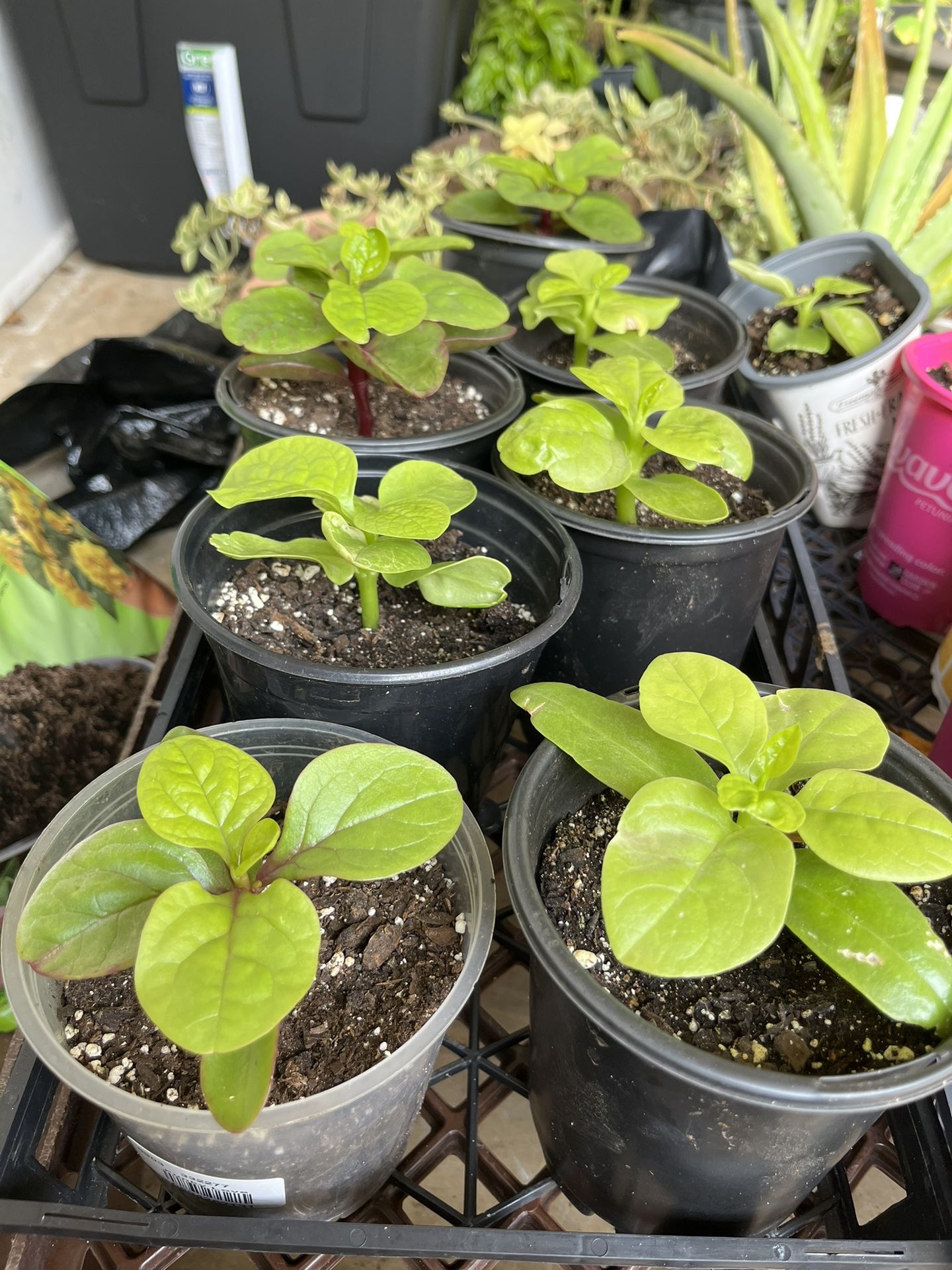 Malabar Spinach Seedlings In 4” Pots