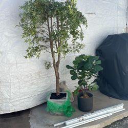 Fake Japanese Maple tree