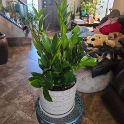 ZZ Plant In New 8in Ceramic Pot With Polished Stones 