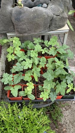 Luffa Spong Gourd Pot. Mướp Hương 3$