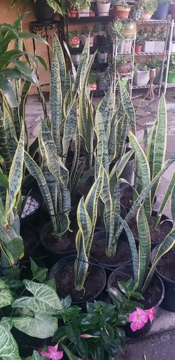 SNAKE-PLANT