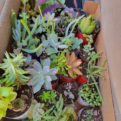 Succulents For Sale $2