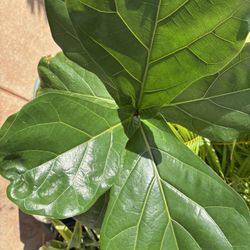 Fiddle Fig Plant