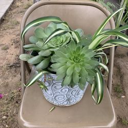 Succulent/Spider Plant