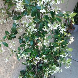Blooming Star Jasmine Plant $45