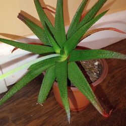 Haworthia Plant In Bloom