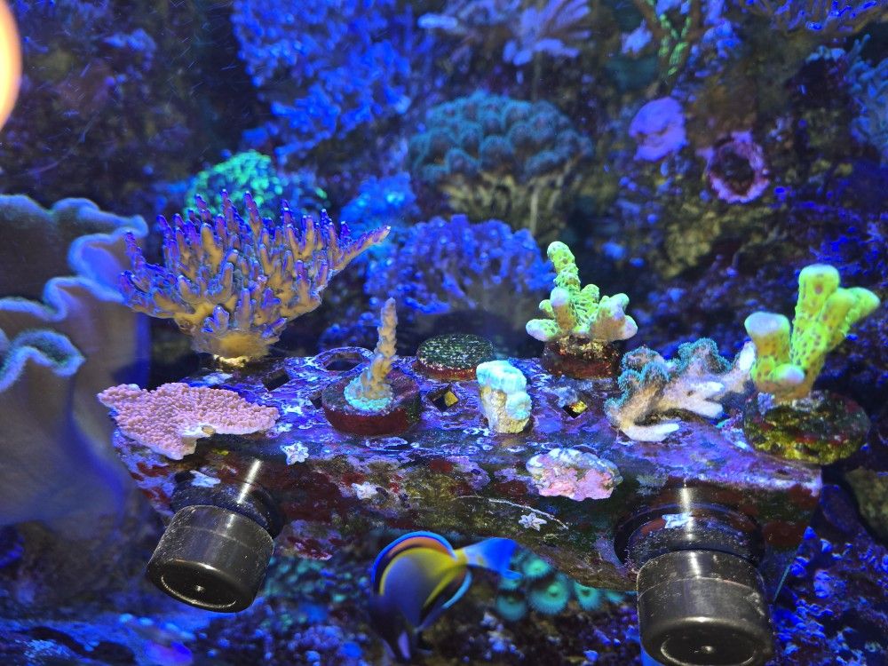 Fish Tank