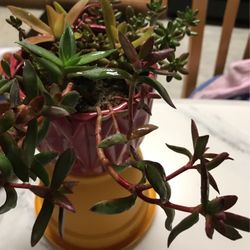 Colorful Suc (3 Varieties) arrangement In A Dark Red Ceramic (>< 1-1/2 pint) Pot.