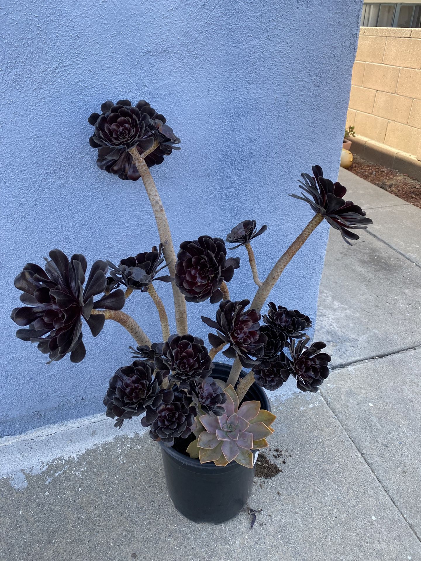 Succulents 