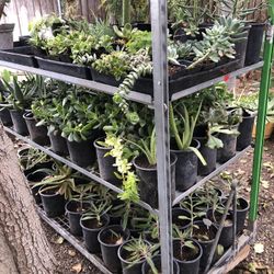 Succulents For Sale