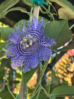 Planta Pasiflora