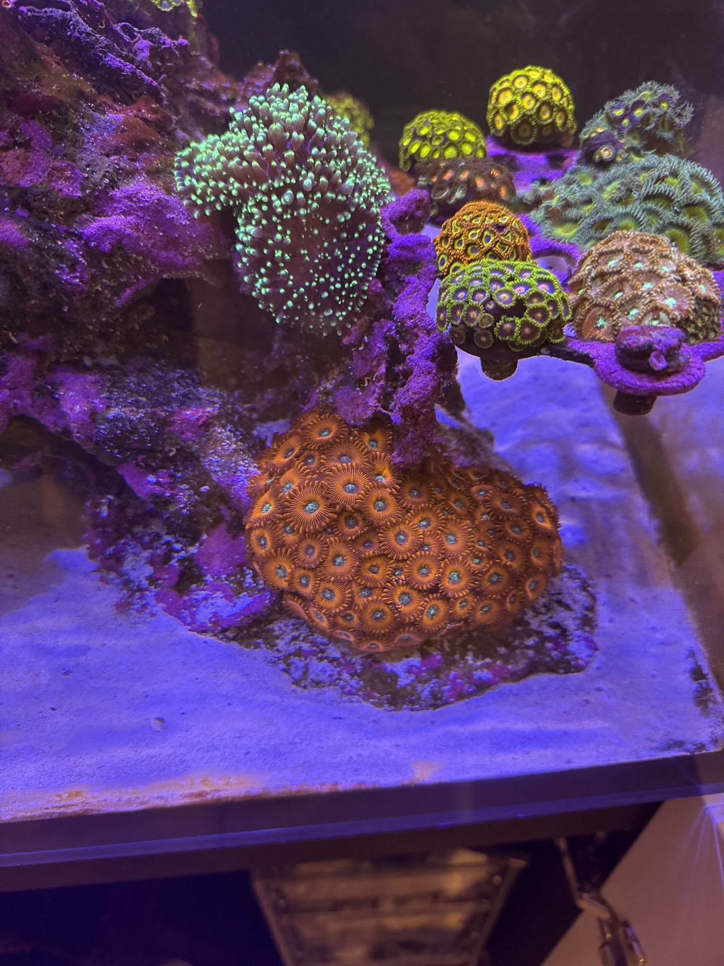 Zoa