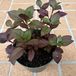 Beautiful Purple Prince Alternanthera 🪴