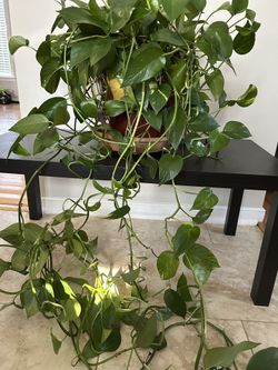 Big pothos Plant