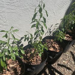 2 1/2 Ft Yuzu Citrus Plant 