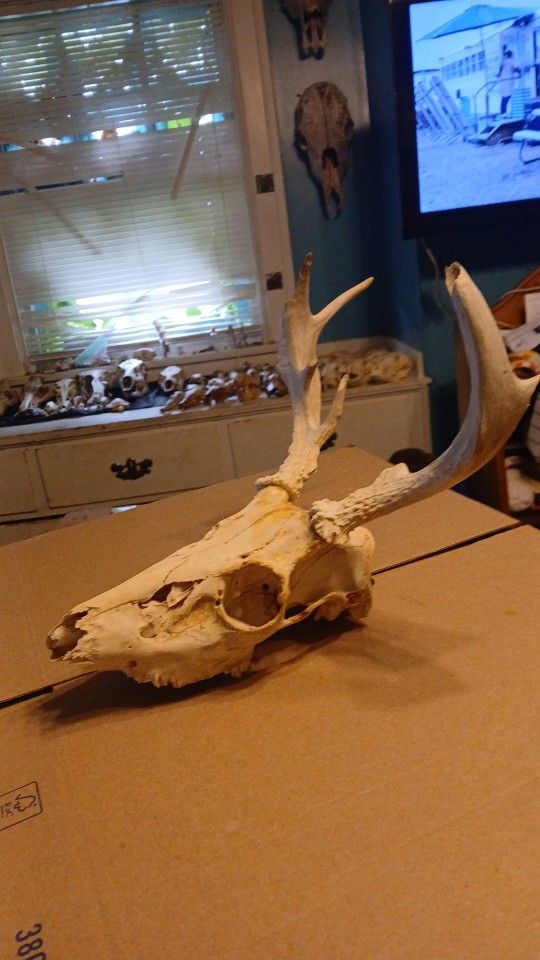 Broken 7 Point Deer Skull
