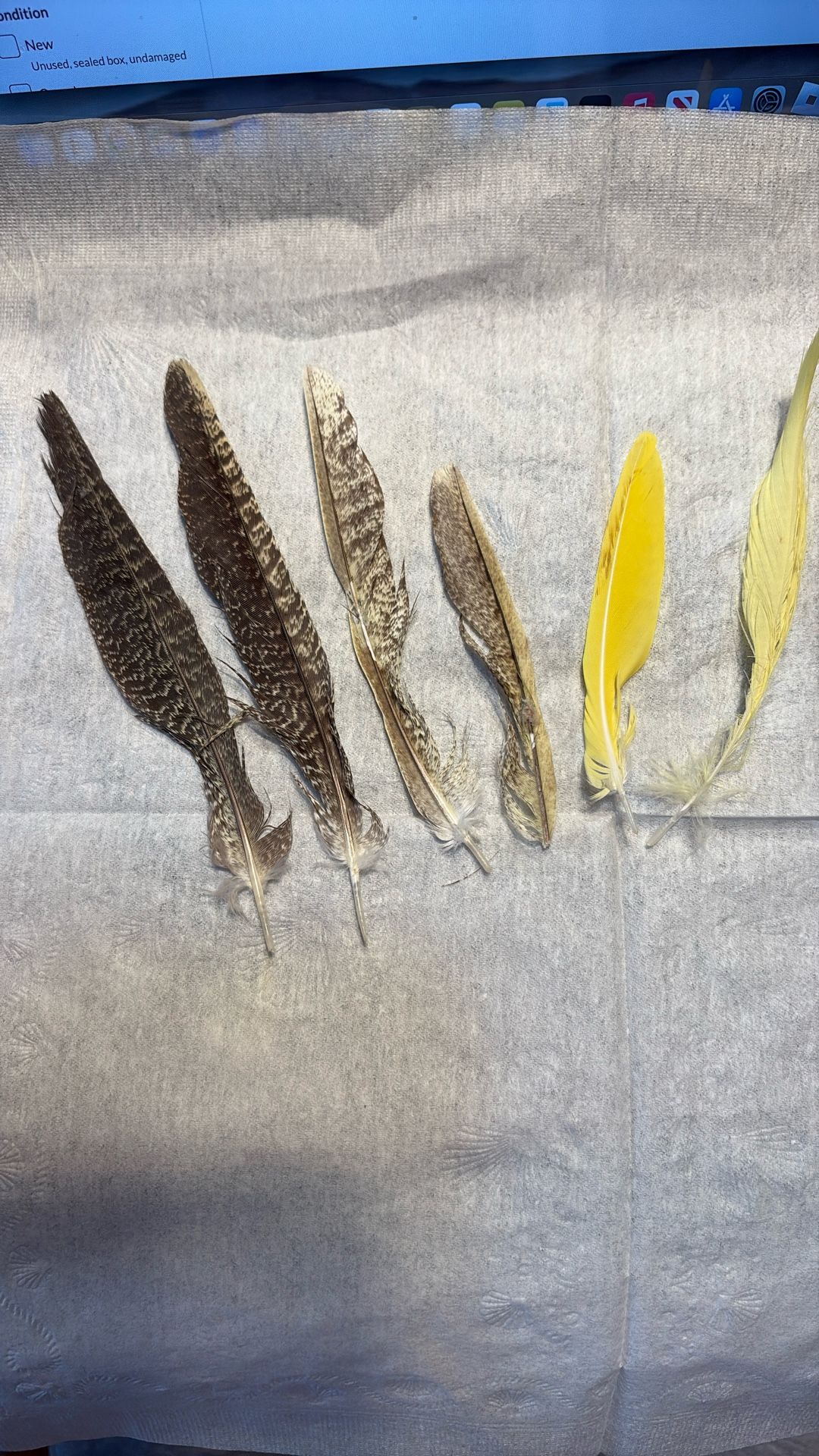 Cockatiel Flight And Tail Feathers