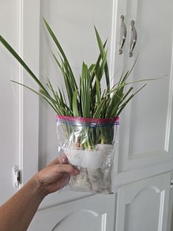 50+ Palm Tree seedlings