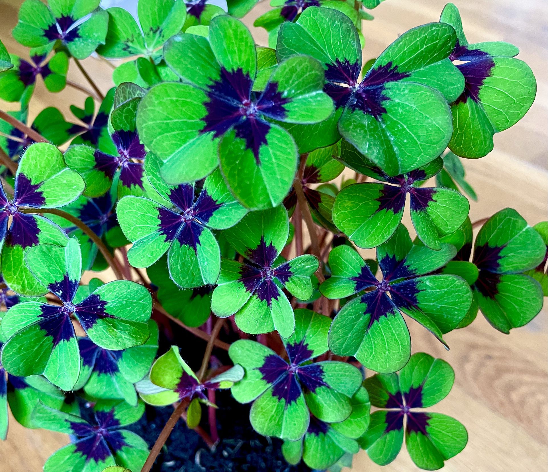 Oxalis Iron Cross / Good Luck 🍀 Plant in 6in. Pot / Free Delivery Available 