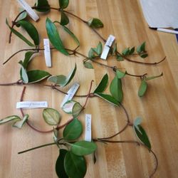 6 -8" Pcs Hoya $25-Ship $3.50-Queen, Princess, Snow Cap, Australis, Carnosa, Splash