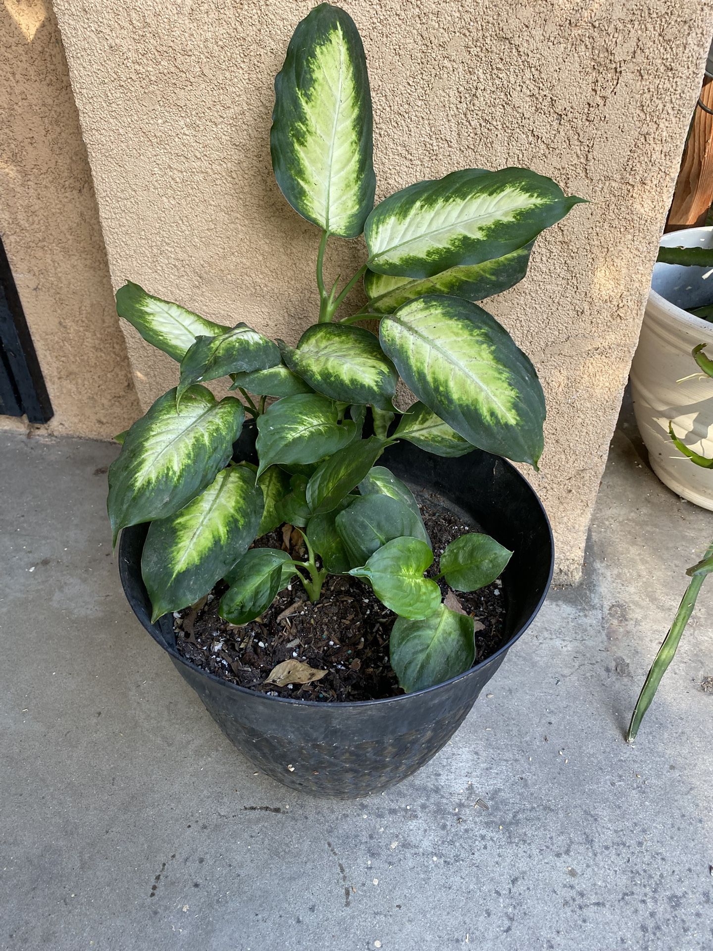 Dumbcane Plant