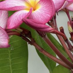 Beautiful Plumerias  Pink With The Middle Yellow 