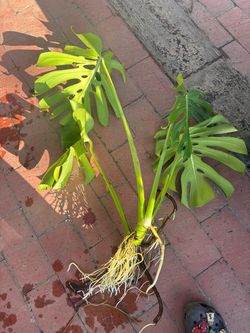 Monstera Deliciosa Plant with Roots