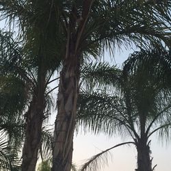 Beautiful palm trees