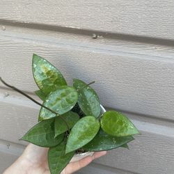 4” hoya black margin