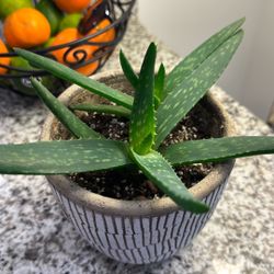 Aloe