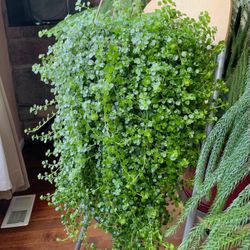 Pilea depressa Depressed clearweed Kiereweed Baby tears LIVE PLANT