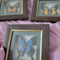 3 Wooden Butterfly Placs