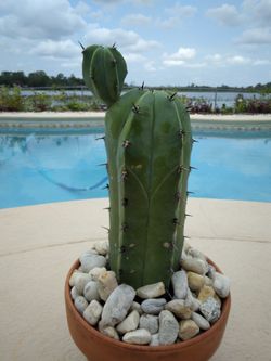 kill a cactus Road Kill Cactus