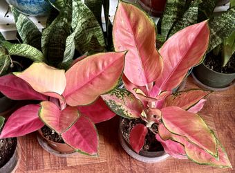 ❤️Are You Done With Fussy Plants? Then TRY ME RED AGLAONEMA❤️Chinese Evergreen❤️$20 EACH