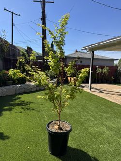 Sango Kaku Japanese Maple Tree(Coral Bark)